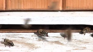 Kovanın girişindeki arılar kovanın sıcaklığını düşürüyor..