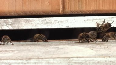 Kovanın girişindeki arılar kovanın sıcaklığını düşürüyor..