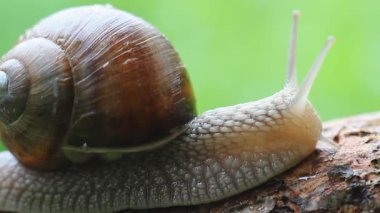Doğada sürünen güzel salyangozların Macro 'su. Helix pomatia. 
