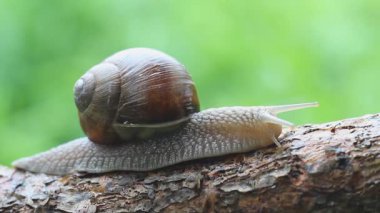 Doğada sürünen güzel salyangozların Macro 'su. Helix pomatia.