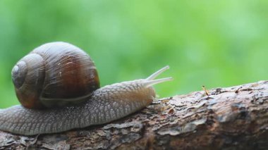 Doğada sürünen güzel salyangozların Macro 'su. Helix pomatia.