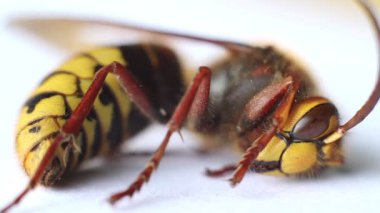 Ölen eşek arısı - makro atış