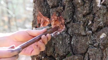 Bir adam ağaçta ağaç özsuyu toplamak için bir çukur hazırlar.