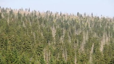 Ölü ağaçlar. CO2 ve So2 emisyon. Asit yağmurları. Hava kirliliği