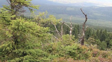 Ölü ağaçlar. CO2 ve So2 emisyon. Asit yağmurları. Hava kirliliği