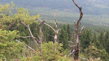 Ölü ağaçlar. CO2 ve So2 emisyon. Asit yağmurları. Hava kirliliği