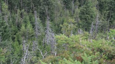 Ölü ağaçlar. CO2 ve So2 emisyonu. Asit yağmurları. Endüstriyel kirlilik