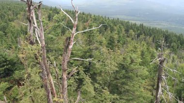 Ölü ağaçlar. CO2 ve So2 emisyon. Asit yağmurları. Hava kirliliği