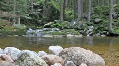 Büyülü, vahşi orman. Karkonosze Ulusal Parkı UNESCO biyosfer rezervi