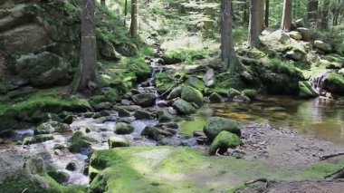Ormanda yosunlu kayaları olan güzel büyülü dağ deresi