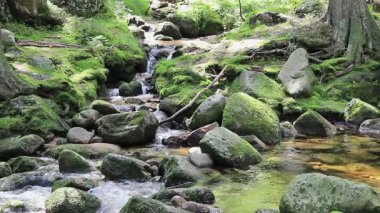 Ormanda yosunlu kayaları olan güzel bir dağ deresi