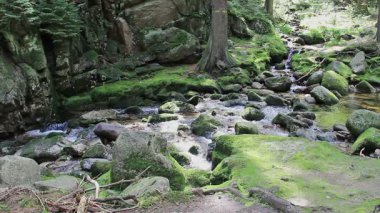 Ormanda yosunlu kayaları olan güzel bir dağ deresi