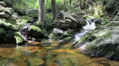 Derede saf su olan büyülü, vahşi bir orman. UNESCO biyosfer rezervi