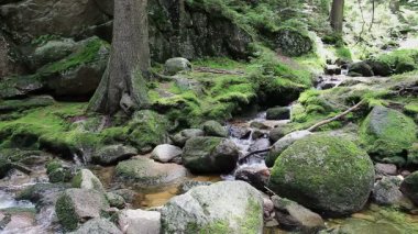 Derede saf su olan büyülü, vahşi bir orman. UNESCO biyosfer rezervi