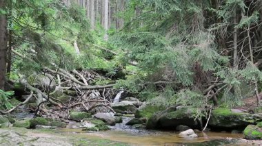 Vahşi ormandaki su akıntısı. UNESCO biyosfer rezervi.