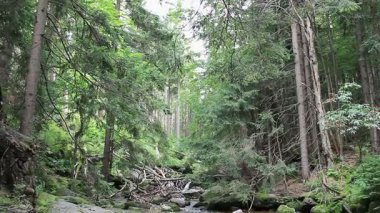 Vahşi ormandaki su akıntısı. UNESCO biyosfer rezervi.