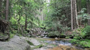 Vahşi ormandaki su akıntısı. UNESCO biyosfer rezervi.