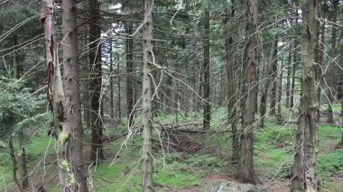 Ölü ağaçlar. CO2 ve So2 emisyon. Asit yağmurları. Hava kirliliği