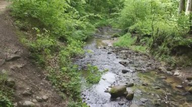 Tarihi orman parkında Brook 