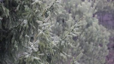 Yağmur ve dolu. Hava Durumu. 