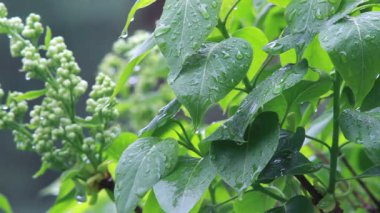 Yaprakların üzerine yağmur damlası 