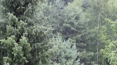 Yeşil ormanda bahar yağmuru. Hava durumu. Sesle..