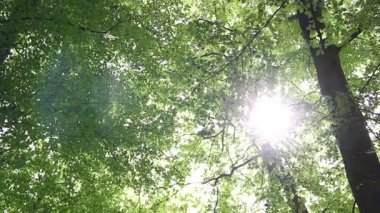 Güneş ağaçların arasından parlıyor. 