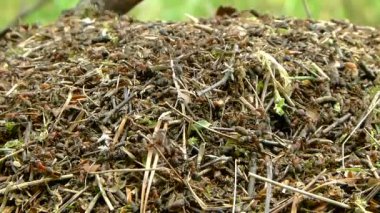 Karınca yuvasında karıncalar (Formica rufa)