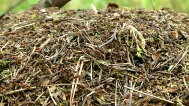 Anthill ve karıncalar (Formica rufa) 2