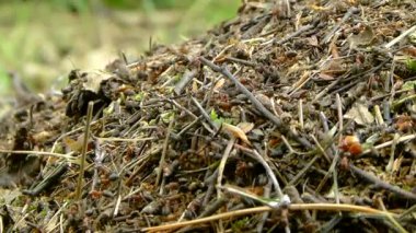 Anthill ve karıncalar (Formica rufa) 