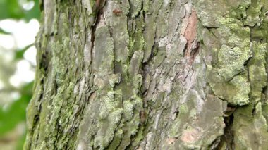 Ağaçta karıncalar (Formica rufa)