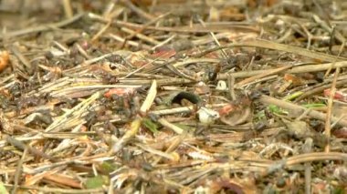 Çalışan karıncalar (Formica rufa)