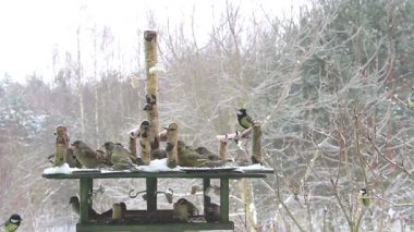 Bird Feeder at winter time. Tits, greenfinches and hawfinches eating together.