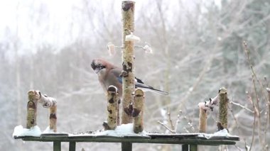 Jay domuz yağı yiyor. - Kuş yemi. Garrulus glandarius. Kış.