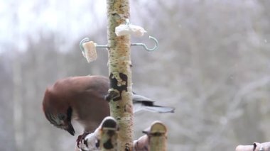 Jay domuz yağı yiyor. - Kuş yemi. Garrulus glandarius. Kış. 