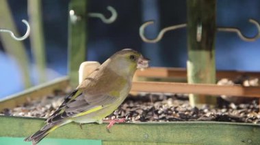 Avrupa yeşil ispinozu (Carduelis klorisi) ayçekirdeği yiyor