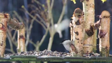 Willow tit (Poecile montanus) eating sunflower seeds.