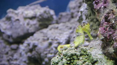 Deniz atı (Hipokampus). Su altı yaşamı.