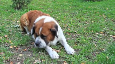 Bernard Dog. Aziz Bernard Köpeği