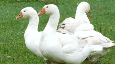 3 numaralı çiftlikte beyaz kazlar. Çiftlik hayvanları