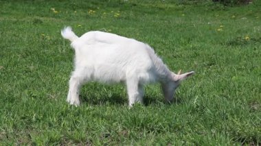 Çayırdaki küçük keçi yavrusu.