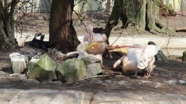 Büyük beyaz pelikanlar (Pelecanus onocrotalus) ve yuvadaki 2 Büyük Karabatak