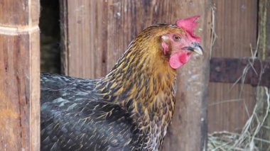 Tavuk kümesinde tavuk