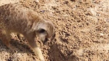 Mirketler yiyecek arıyor. Suricate. Suricata suricatta.