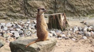 Çöl faresi. Suricate. Suricata suricatta.