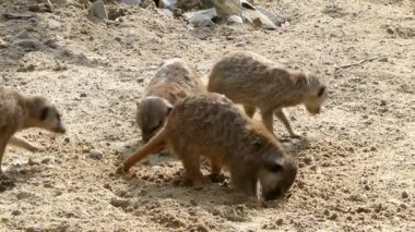 Mirketler. Suricates. Suricata suricatta.