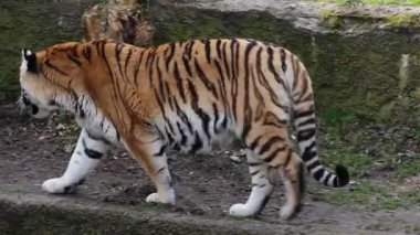 Sibirya kaplanı. Amur kaplanı yürüyor.