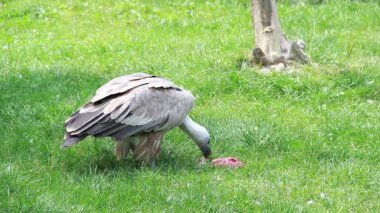 Griffon akbabası (gyps fulvus)