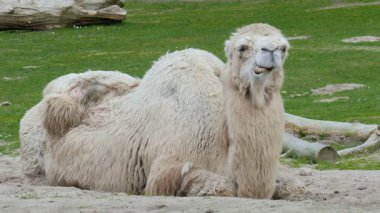 Bactrian deve, Camelus bactrianus