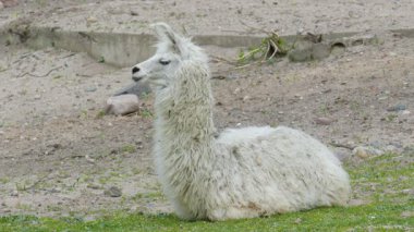 Lama lama gma